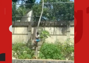 Morte de homem que entrou em jaula de leoa em João Pessoa repercute na imprensa internacional