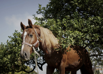 RS terá monumento do cavalo Caramelo no Vale do Taquari