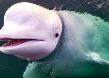 É #FATO: Baleia-beluga dá 'banho' em homem após ele desrepeitar aviso e continuar fumando em área proibida