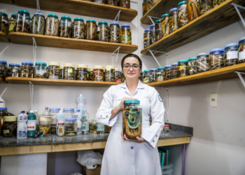 'Envenenada' pelo tema, enfermeira investiga terapia com laser para tratar lesão pós-picada de serpente