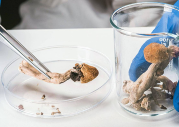 'Conheci a sensação de paz pela primeira vez': o debate sobre a prescrição de cogumelos alucinógenos no 'SUS britânico'