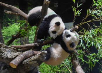 Pandas Xiao Xiao e Lei Lei deixam Japão rumo à China após tensão entre países