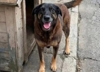 Polícia investiga se adolescentes causaram morte de cão comunitário em SC