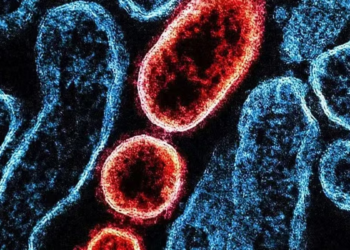 Há risco de um surto maior do Nipah, vírus sem vacina e com taxa de mortalidade de até 75%?