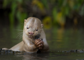 Lontra rara do Pantanal: conheça o mamífero carnívoro que é destaque em prêmio de fotografia de natureza