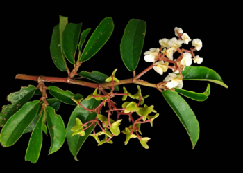 Planta considerada extinta volta a ser vista em ilha no litoral de SP após cem anos