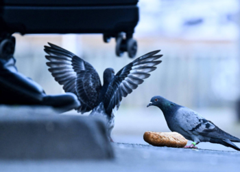 O que os pombos podem ensinar sobre nossa fixação por celulares e apps