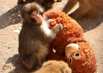 ‘Consequência da falta da mãe’: especialista em animais silvestres explica comportamento do filhote Punch e dos macacos que o rejeitaram