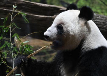 Como a China usa pandas e 'guerra de zona cinzenta' para aumentar pressão sobre o Japão