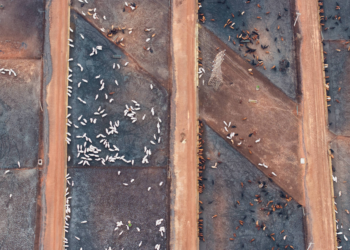 Agro paulista gera R$ 19,5 para cada R$ 1 investido em pesquisa