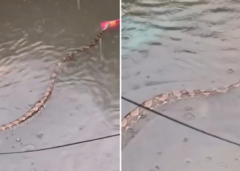 É #FATO: Pítons gigantes são vistas nadando em ruas alagadas de Bali, na Indonésia; assista