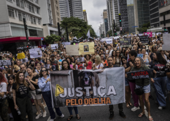 'São assassinos, não são crianças', gritam manifestantes em ato do cão Orelha na avenida Paulista; veja vídeo