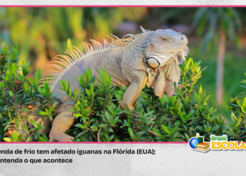 Entenda o que acontece com iguanas afetadas por onda de frio