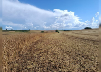 Estiagem causa prejuízo de R$ 53 milhões no campo em Borrazópolis