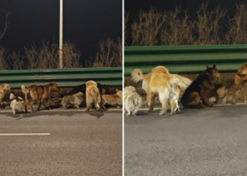 FATO OU FAKE: O que sabemos sobre o vídeo dos sete cachorros andando juntos em rodovia na China; assista