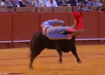 Peruano fica gravemente ferido após levar chifrada de 35 centímetros em tourada na Espanha; veja vídeo