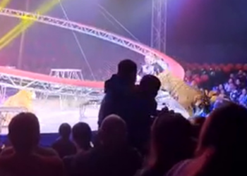 Tigre pula em direção a plateia de circo após grade desabar na Rússia