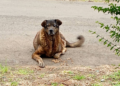 Cachorra desaparecida é encontrada presa dentro de parede no Paraná