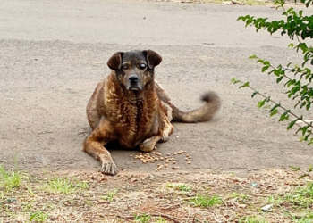 Cachorra desaparecida é encontrada presa dentro de parede no Paraná