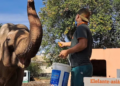 Elefante de 53 anos que vivia sozinho em zoológico de SP vai morar no Santuário em Chapada dos Guimarães