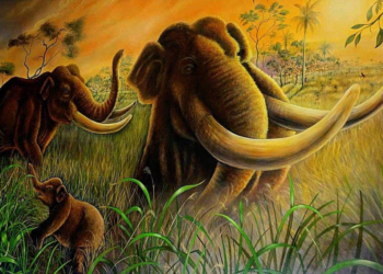 Herbívoros domésticos não substituem megafauna, afirma pesquisa