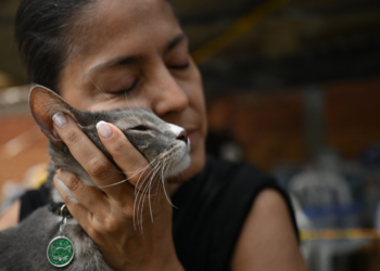 Sobreviventes reencontram animais de estimação após terremoto na Colômbia