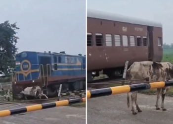 É FATO: Vaca se levanta após ser atingida por trem na Índia; assista ao VÍDEO