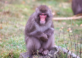 Macaco foge de zoológico na Escócia e volta sozinho no dia seguinte