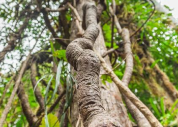 MPF pede revisão de regras para ayahuasca e consulta a povos indígenas