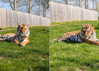 Homem morre após entrar em jaula de tigre em zoológico no Reino Unido