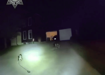 'Sabia exatamente o que fazer': cachorro alerta policiais e leva-os até tutor caído dentro de casa nos EUA; veja VÍDEO