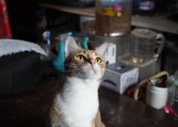 Polícia do Vietnã prende quadrilha que roubou quase 3 mil gatos para vender carne para consumo